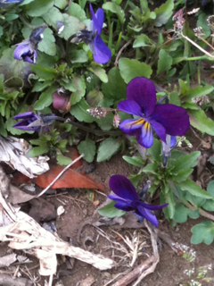 image-20110403183345.png